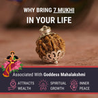 7 Mukhi Nepali Rudraksha (Saat Mukhi)