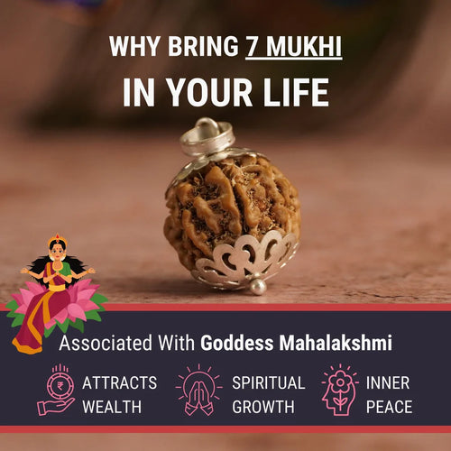 7 Mukhi Nepali Rudraksha (Saat Mukhi)