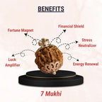 7 Mukhi Nepali Rudraksha (Saat Mukhi)