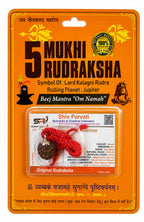 Original 5 Mukhi Nepali Rudraksha